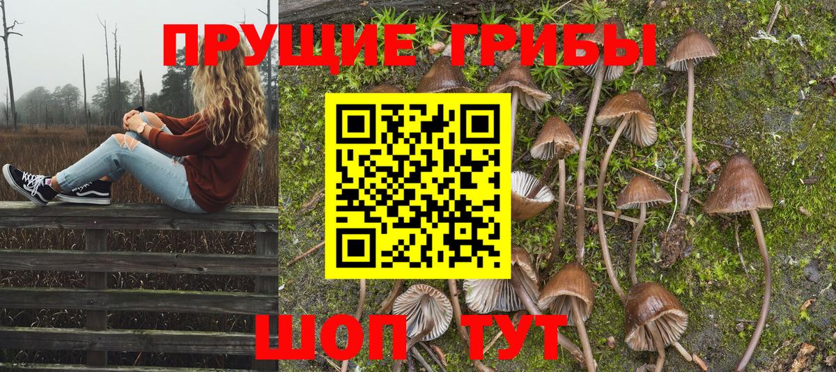 Галлюциногенные грибы Psilocybe Усть-Илимск